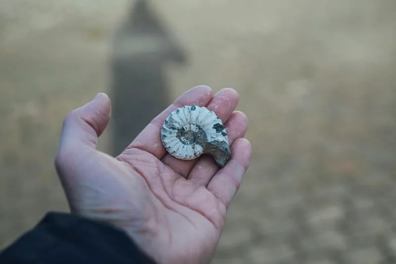  An ammonite fossile 